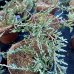 Borievka rozprestretá (Juniperus horizontalis) ´BAR HARBOR´ - výška 5-10 cm, ∅ 30-50 cm, kont. C2L